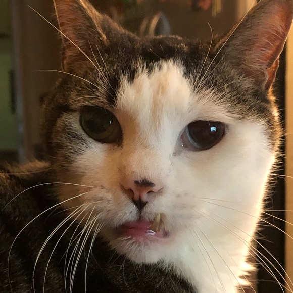 Meet your Posher, Lissette - Picture 1 of 1